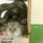 Snake In A Box