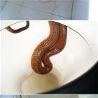 Snake In The Toilet