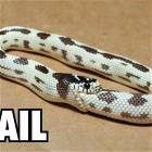 Snake Is A Failure