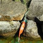 Snake Nomming On Fish