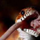 Snake Snack Time
