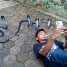 Snakes