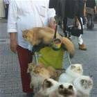 So Gangster