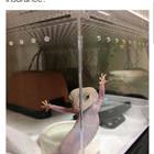Some Car Insurance