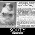 Sooty Is My Hero