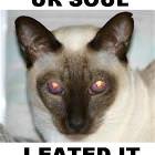 Soule Eated Cat