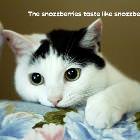 Sozzberries