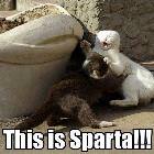 Sparta Cats