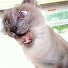 Spazz Cat