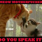 Speak Meow