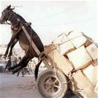 Special Delivery 10