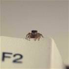 Spider Eyes