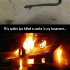 Spider Killed A Snake