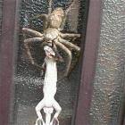 Spider Lunch