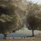 Spider Season