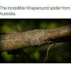 Spiders 7