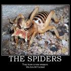 Spiders