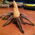 Spiders Picdump 2