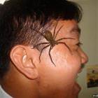Spiders Picdump 3