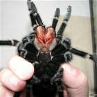 Spiders Picdump 4