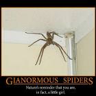 Spiders
