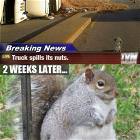 Spilled Nuts