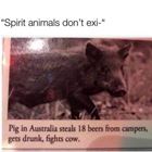 Spirit Animals