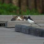 Spy Cat