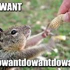 Squirrel Do Want