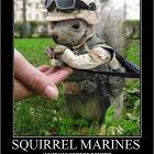 Squirrel Marines