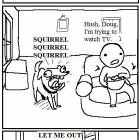 Squirrel
