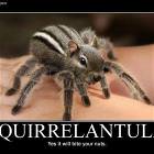 Squirrelantula