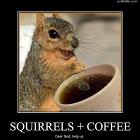 Squirrels And Coffee
