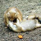 Squirrels Making Out