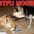 Stfu Noob
