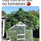 Still No Tomatoes
