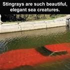 Stingrays
