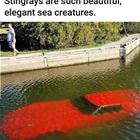 Stingrays