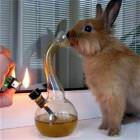 Stoner Bunny