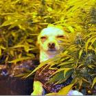 Stoner Dog