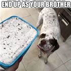 Stop Barking