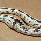 Stop Eating Yourself Snake