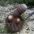 Strange Cactus
