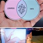 Strippers And Cats