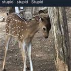 Stupid