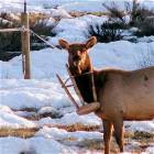 Stupid Deer