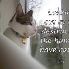 Stupid Humans