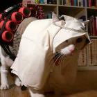 Suicide Cat