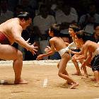 Sumo