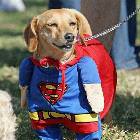 Super Dog